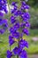 Close up of a delphinium elatum flower in bloom.