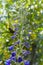 Close up of a delphinium elatum flower in bloom.