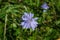 Close up of a delphinium elatum flower in bloom. Purple blue flowers of Larkspur 'Pagan Purples' Delphinium