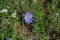 Close up of a delphinium elatum flower in bloom. Purple blue flowers of Larkspur `Pagan Purples` Delphinium