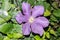 Close up of a delphinium elatum flower in bloom. Purple blue flowers of Larkspur 'Pagan Purples' Delphinium