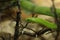 Close up of Dendroaspis viridis on a branch.Toxic snake.