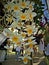 Close up Dendrobium farmeri paxton orchid background