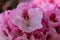 Close up of a dense group of pink Rhododendron flowers