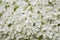 Close up of dense group of white hydrangea flowers