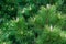 Close-up of a dense stand of pine trees