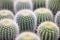 Close-up of dense tropical plant cactus