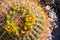 Close up of desert barrel cactus in bloom Ferocactus cylindraceus, Anza Borrego Desert State Park, California