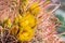Close up of desert barrel cactus in bloom Ferocactus cylindraceus, Anza Borrego Desert State Park, California