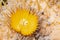 Close up of desert barrel cactus in bloom Ferocactus cylindraceus, California