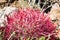 Close up of desert barrel cactus Ferocactus cylindraceus, Joshua Tree National Park, south California