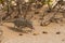 Close up of a desert chameleon