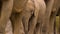 Close up of Desert elephants search for food