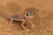Close up a desert gecko
