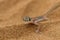 Close up a desert gecko