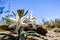 Close up of Desert Lily Hesperocallis undulata blooming in Anza Borrego Desert State Park, south California