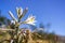 Close up of Desert Lily Hesperocallis undulata blooming in Anza Borrego Desert State Park, south California