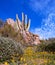 Close Up Of Desert Poppy Wildflowers In Arizona