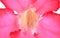 Close up of desert rose pollen and petal on white background