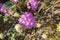 Close up of desert sand-verbena Abronia villosa blooming in Anza Borrego Desert State Park, San Diego county, California
