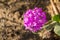 Close up of desert sand-verbena Abronia villosa blooming in Anza Borrego Desert State Park, San Diego county, California