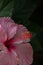 Close up detai of a  Pink Hibiscus Flower Rosa-sinensis on deep green foliage.