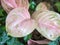 Close up detail with Aglaonema commutatum leaf and foliage