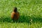 Close up detail of an American robin bird on green grass