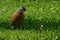 Close up detail of an American robin bird on green grass