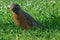 Close up detail of an American robin bird on green grass