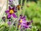 Close up detail with Anemone montana hopp purple flower also known as Pasqueflower, Pulsatilla, European pasqueflower, Common