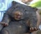 close up detail of a baby wombat held by a park ranger.