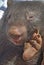 close up detail of a baby wombat held by a park ranger.