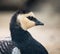 Close up detail with a Barnacle Goose on blurred background