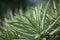 Close up detail of a beautiful aloe vera cactus