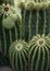 Close up detail of a beautiful cactus, cute little cacti family