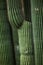 Close up detail of a beautiful and impressive big vertical succulent cactus,