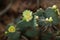 Close up detail of beautiful opuntia, prickly pear cactus with yellow blossom