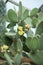 Close up detail of beautiful opuntia, prickly pear cactus with yellow blossom