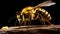 Close-up detail on a bee pollinating flower on a black background.