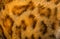 Close up detail of Bengal cat brown rosettes spots wooly texture. Animal fur background