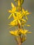Close up detail of Bog Asphodel flower