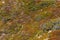 Close-up Detail of  Bright Green and Brown Hillside Vegetation