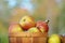 Close-up Detail of Bushel Basket of Sweet Gala Apples