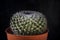 Close up detail of cactus needle in planting pot