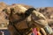 Close-up and detail of camel head with riding ropes, desert hill in background