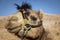 Close-up and detail of camel head with riding ropes, desert hill in background