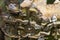 Close-up Detail of Colourful Trametes versicolor Bracket Fungi Growing on a Tree Stump. It is Also Known as Coriolus versicolor an