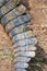 Close up and detail of a crocodile tail of a Nile crocodile, Zambia