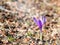Close up detail with a Crocus heuffelianus or Crocus vernus purple flower.